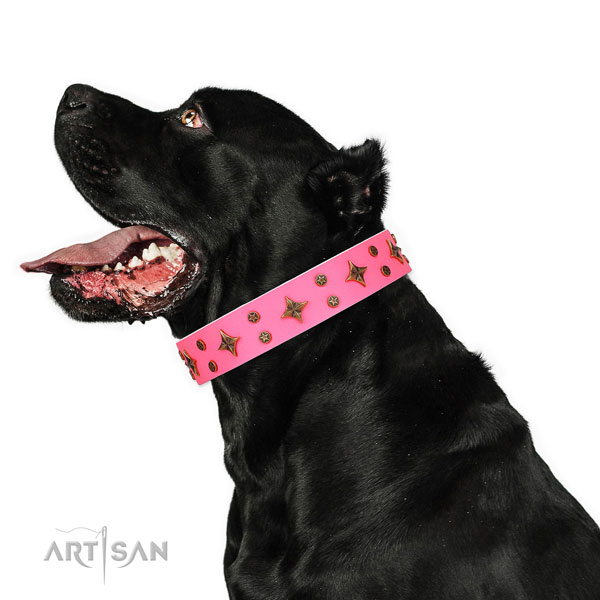 Cane Corso easy adjustable full grain leather dog collar for fancy walking