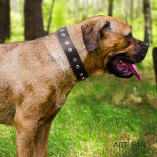 Cane Corso quality studded natural genuine leather collar