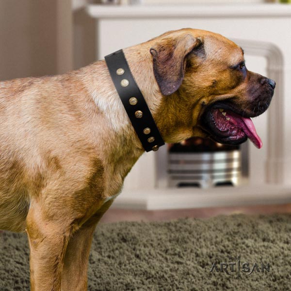 Cane Corso studded collar made of flexible full grain leather