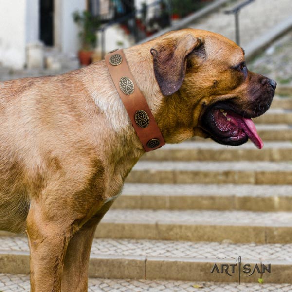 Cane Corso decorated collar made of best quality full grain natural leather