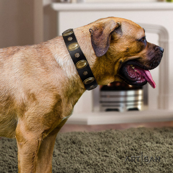 Cane Corso fine quality genuine leather dog collar for stylish walking