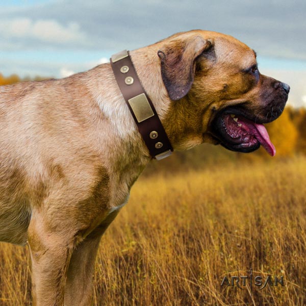 Cane Corso decorated collar made of top notch full grain genuine leather