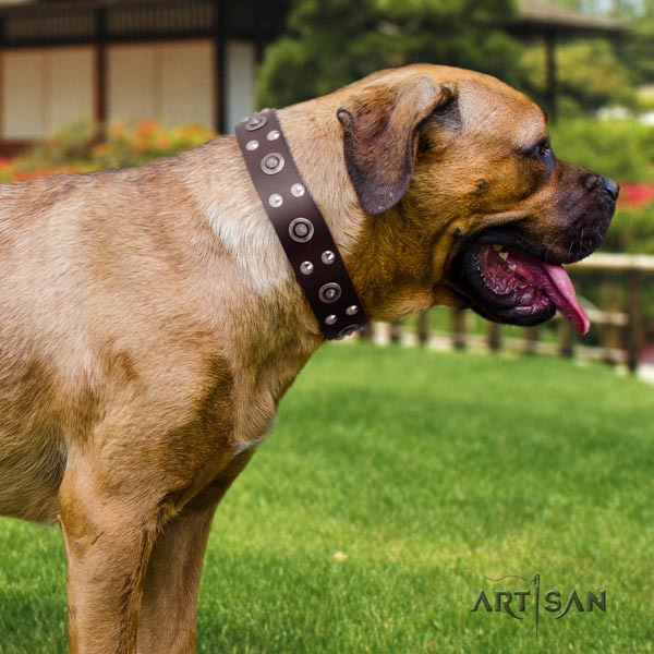 Cane Corso adorned collar made of reliable genuine leather