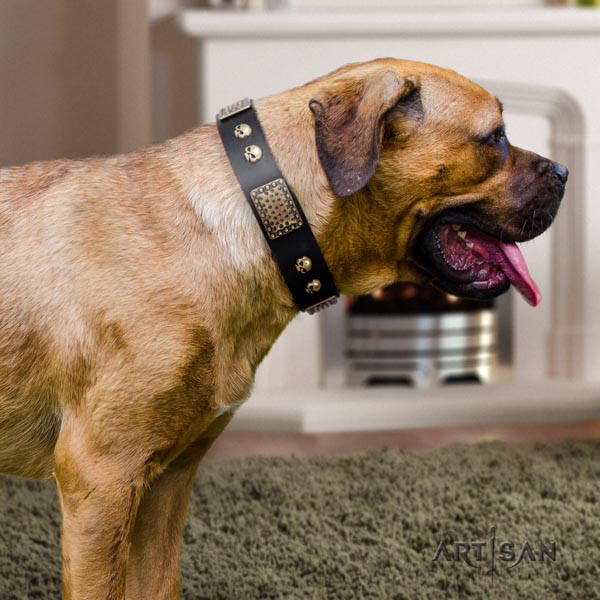 Cane Corso decorated collar made of reliable genuine leather