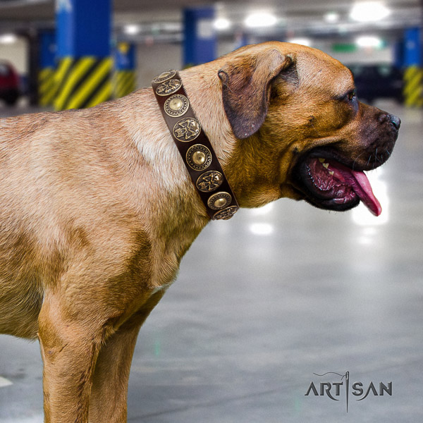 Cane Corso significant genuine leather dog collar for everyday use