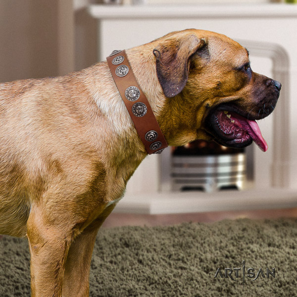 Cane Corso adorned genuine leather dog collar for handy use