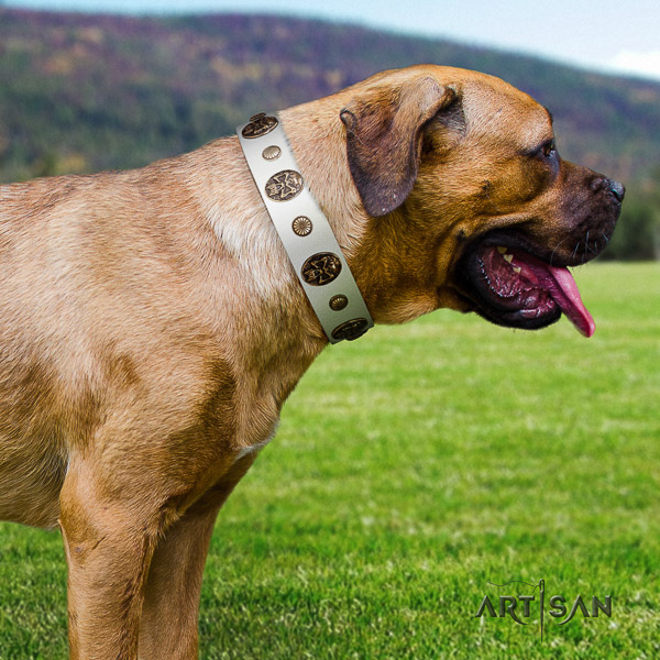 Cane Corso incredible genuine leather dog collar for everyday use