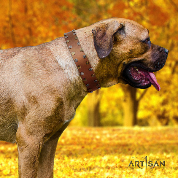 Cane Corso exceptional full grain natural leather dog collar for stylish walking