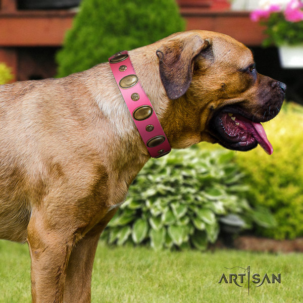 Cane Corso fashionable genuine leather dog collar for basic training