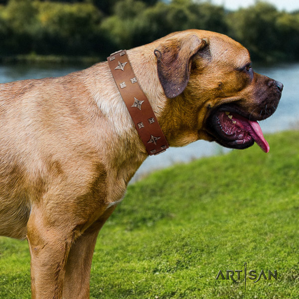 Cane Corso stunning natural genuine leather dog collar for daily walking