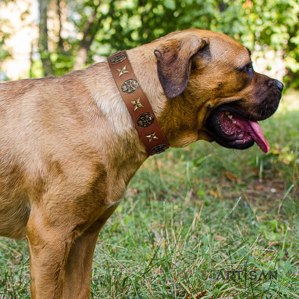 Cane Corso impressive full grain genuine leather dog collar for everyday walking