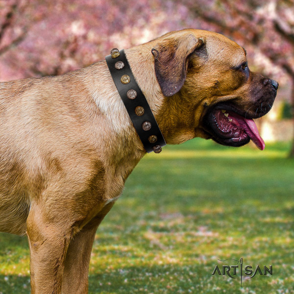 Cane Corso top notch genuine leather dog collar for daily walking
