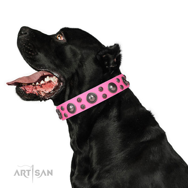 Cane Corso embellished leather dog collar for comfy wearing