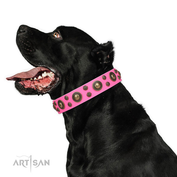 Cane Corso handmade leather dog collar for easy wearing