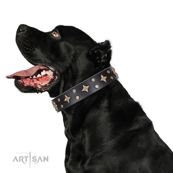 Cane Corso easy to adjust natural genuine leather dog collar for handy use