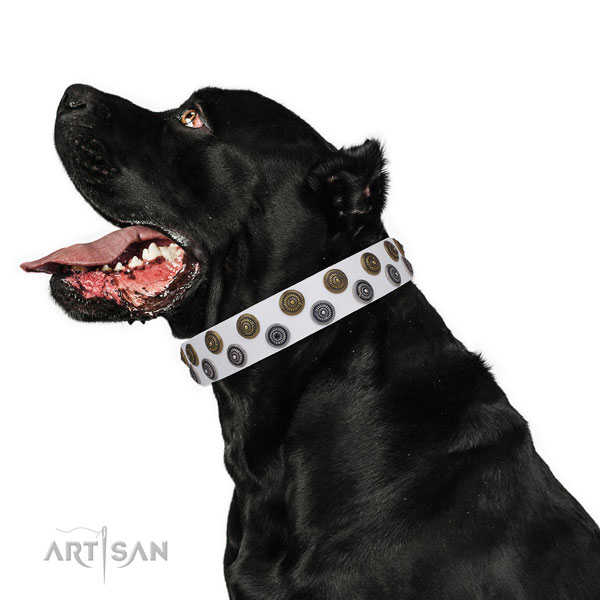 Cane Corso extraordinary full grain natural leather dog collar for basic training