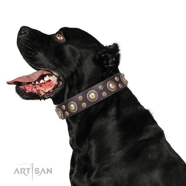 Cane Corso studded leather dog collar for everyday walking