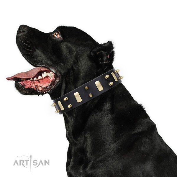 Cane Corso stunning full grain leather dog collar for everyday walking