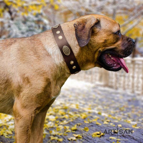 Cane Corso embellished collar made of top notch genuine leather