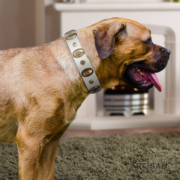 Cane Corso adorned natural genuine leather dog collar for walking
