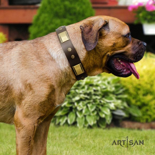 Cane Corso adorned collar made of strong full grain leather