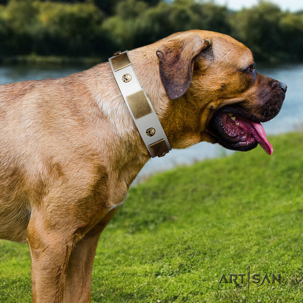 Cane Corso studded leather dog collar for handy use