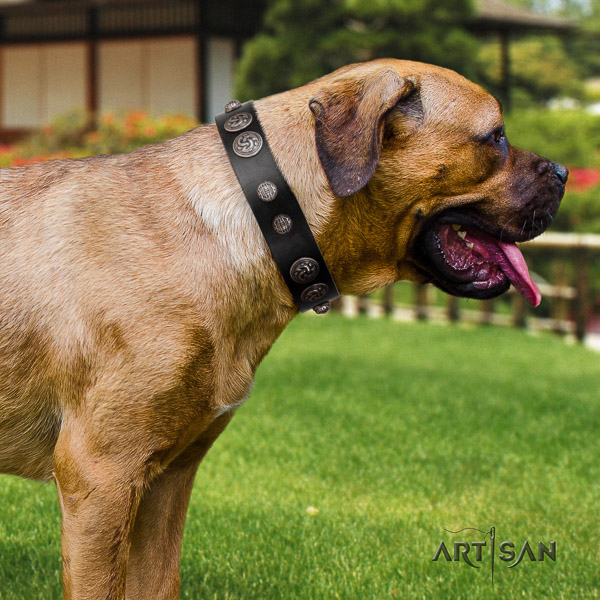 Cane Corso decorated full grain leather dog collar for daily use