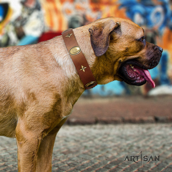 Cane Corso significant full grain genuine leather dog collar for everyday use