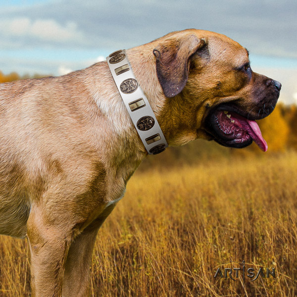 Cane Corso top notch leather dog collar for stylish walking