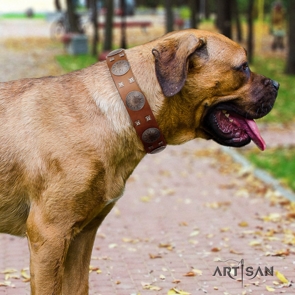 Cane Corso awesome full grain genuine leather dog collar for everyday use