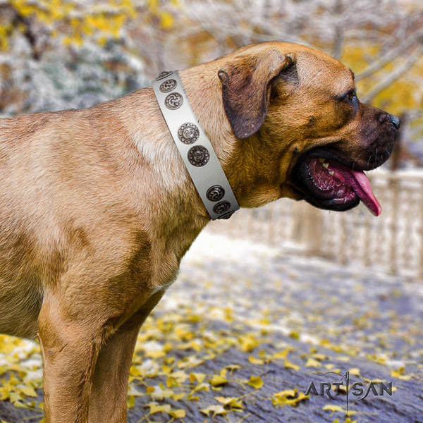 Cane Corso unusual genuine leather dog collar for daily use