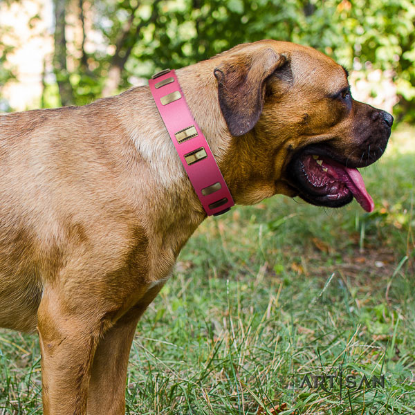 Cane Corso top notch genuine leather dog collar for easy wearing