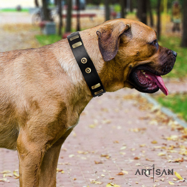 Cane Corso perfect fit full grain natural leather dog collar for comfortable wearing