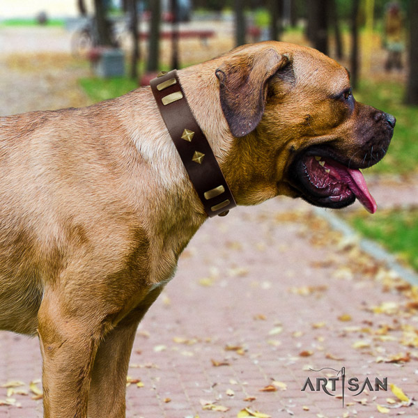 Cane Corso stylish design full grain natural leather dog collar for daily walking
