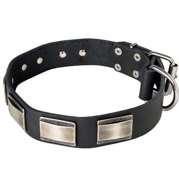 Cane Corso fashion collar for walking and training