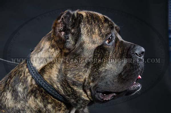 Cane Corso leather dog collar narrow braided