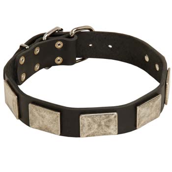 Cane Corso dog collar with plates