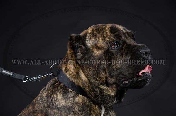 Cane Corso nylon dog collar looks gorgeous