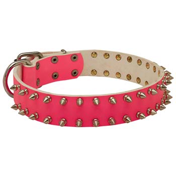 Leather Cane Corso Collar Pink Spiked for Walking