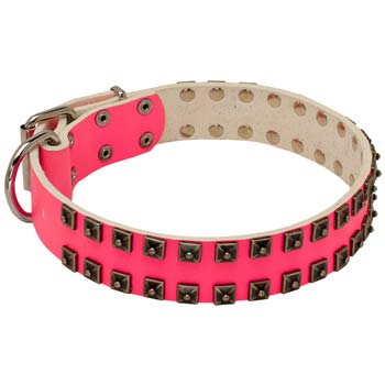 Bright Collar for Female Cane Corso 