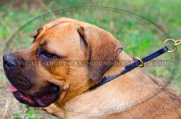 Leather Choke Collar fro Cane Corso