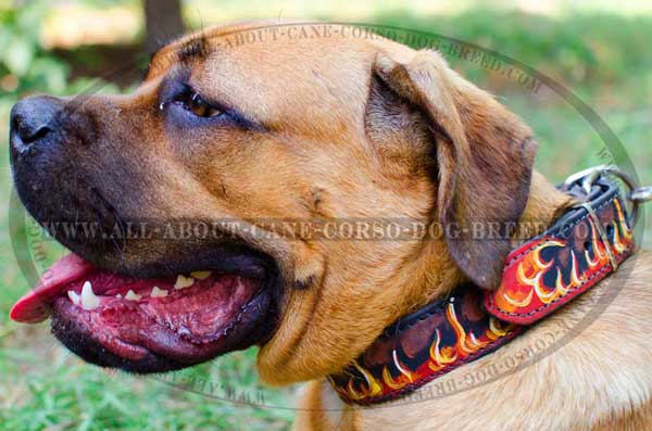 Cane Corso Leather Collar Hanpainted