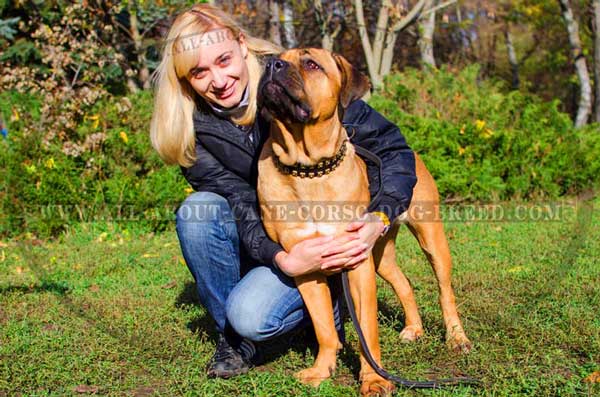 Leather Collar for Training and Walking Cane Corso