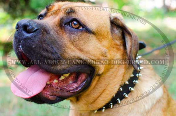 Leather Cane Corso Collar with Nickel Spikes