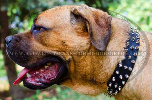 Leather Collar with Silvery Spiked