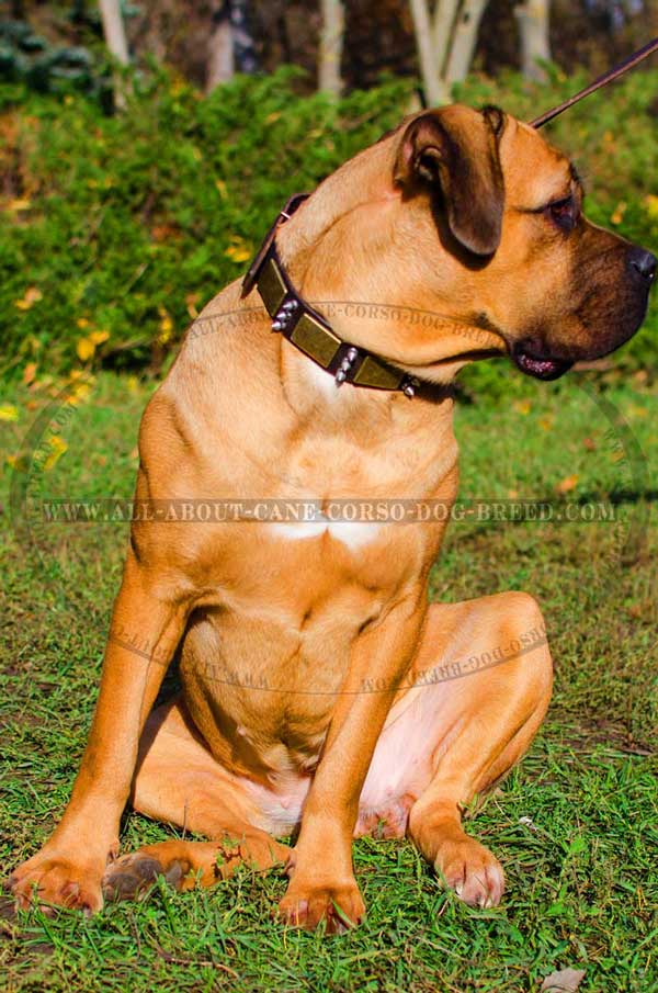 Fashion Leather Collar for Cane Corso