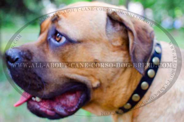 Cane Corso Collar with Brass Studs