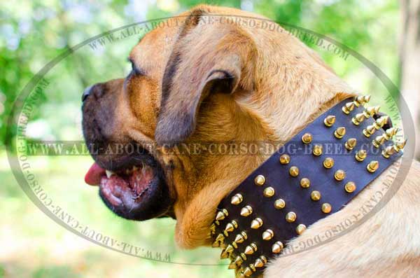 Extra Wide Cane Corso Leather Collar 