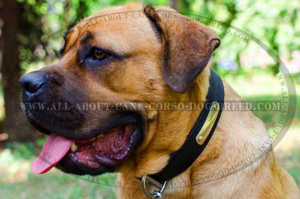 Identification Leather Collar for Cane Corso