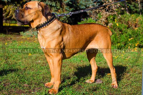 Designer Cane Corso Collar